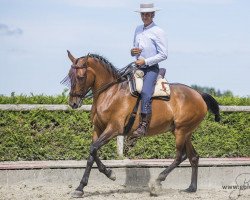 Pferd Castana (Pura Raza Espanola (PRE),  )