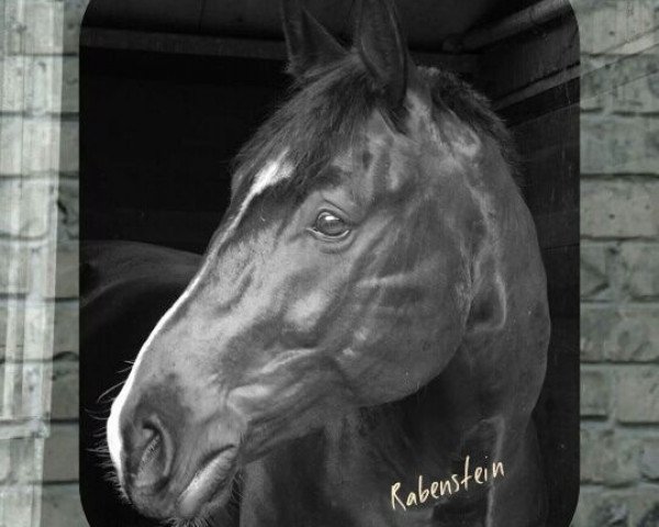 horse Rabenstein 7 (Hanoverian, 2007, from Rotspon)