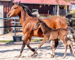 horse GS Shaytan (Vollblutaraber, 2015, from Ibn Layalia EAO)