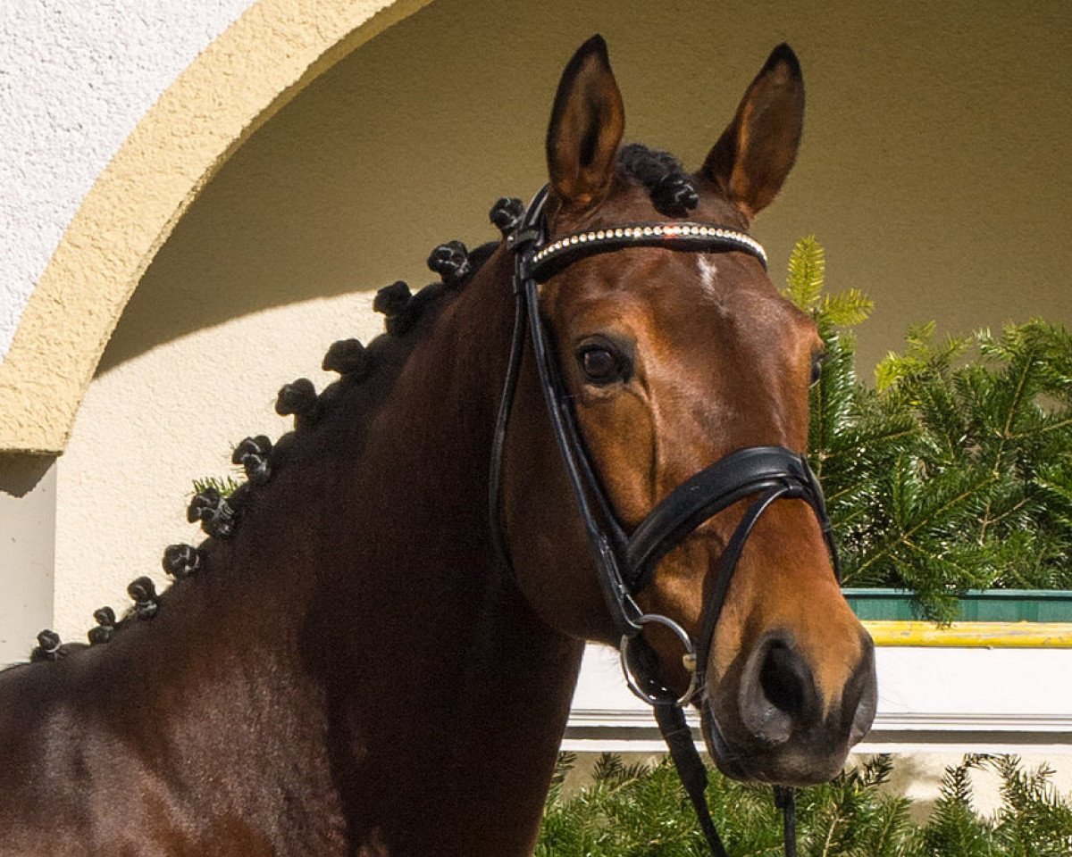 dressage horse Fidelis RS (KWPN (Royal Dutch Sporthorse), 2010, from Albaran xx)