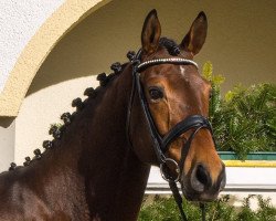 dressage horse Fidelis RS (KWPN (Royal Dutch Sporthorse), 2010, from Albaran xx)