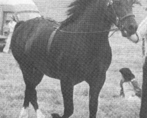 stallion Derwen Telynor (Welsh-Cob (Sek. D), 1972, from Nebo Black Magic)