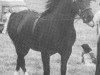 stallion Derwen Telynor (Welsh-Cob (Sek. D), 1972, from Nebo Black Magic)