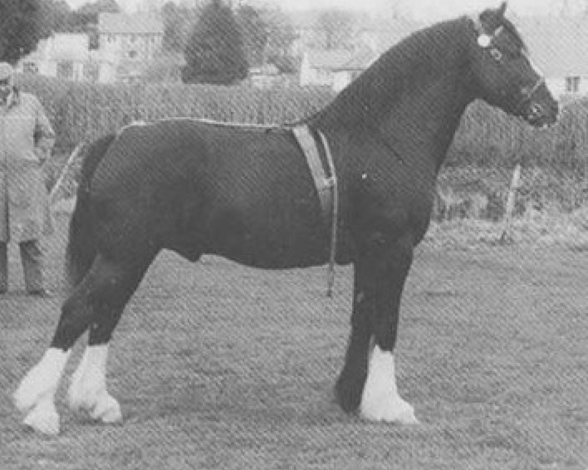 stallion Brenin y Bryniau (Welsh-Cob (Sek. D), 1957, from Pentre Eiddwen Flyer)