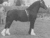 stallion Brenin y Bryniau (Welsh-Cob (Sek. D), 1957, from Pentre Eiddwen Flyer)