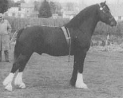 stallion Brenin y Bryniau (Welsh-Cob (Sek. D), 1957, from Pentre Eiddwen Flyer)