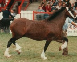 Zuchtstute Pennardd Boremai (Welsh-Cob (Sek. D), 1974, von Ffrwdlwyd Flying Childers)