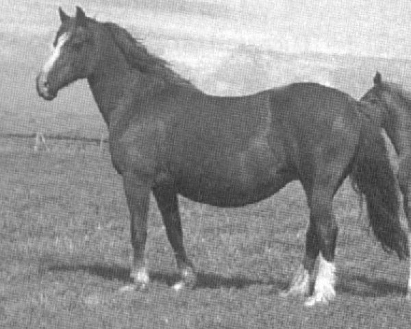 Zuchtstute Derwen Queen (Welsh-Cob (Sek. D), 1969, von Hendy Brenin)