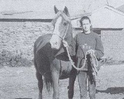 Zuchtstute Derwen Duchess (Welsh-Cob (Sek. D), 1975, von Nebo Black Magic)