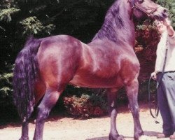 stallion Derwen Desert Express (Welsh-Cob (Sek. D), 1982, from Derwen Railway Express)