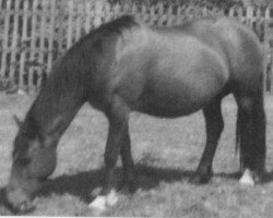 broodmare Llanarth Morfydd (Welsh-Cob (Sek. D), 1968, from Llanarth Braint)