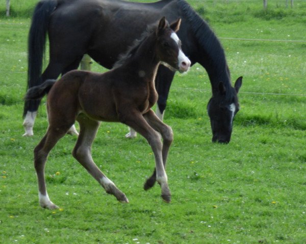 stallion Reddington (Westphalian, 2015, from Rock Amour)