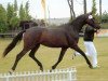 broodmare Goldlady B II (German Sport Horse, 2004, from Goldkäfer)