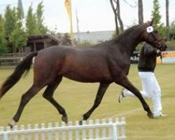 Zuchtstute Goldlady B II (Deutsches Sportpferd, 2004, von Goldkäfer)