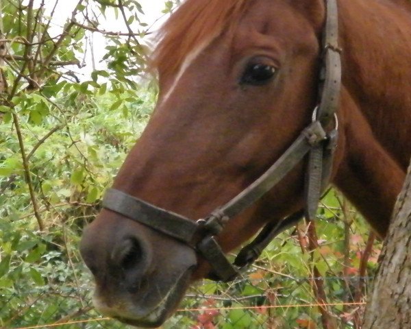 horse Lordano (Mecklenburg, 1992, from Lord Kemm)