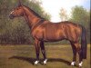 stallion Matrose (Hanoverian, 1966, from Marcio xx)