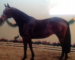 broodmare Pia Zadora (Oldenburg, 1993, from Ex Libris)