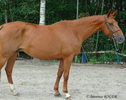 broodmare Karat de Montigny (Selle Français, 1998, from Bout d'Zan II)