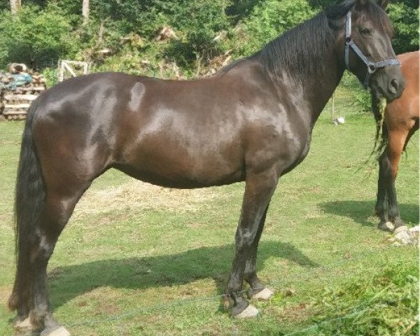 Zuchtstute Fatima X (Pura Raza Espanola (PRE),  , von Sereno XVIII)