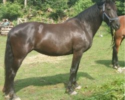 broodmare Fatima X (Pura Raza Espanola (PRE),  , from Sereno XVIII)