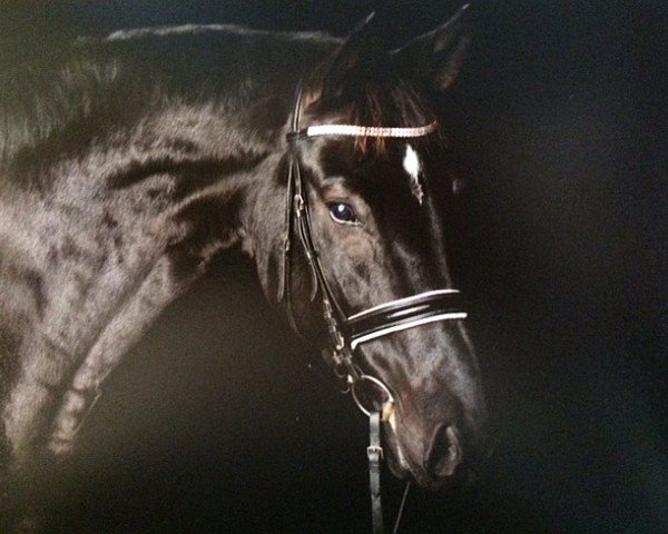 dressage horse S-Edition (Oldenburg, 2009, from San Amour I)