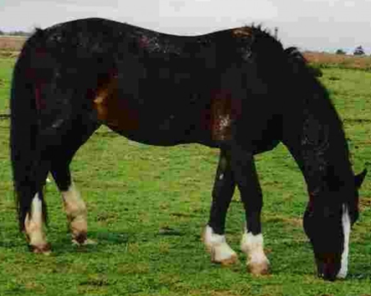stallion Wildham Flying Free (Welsh-Cob (Sek. D), 1978, from Llanarth Flying Comet)