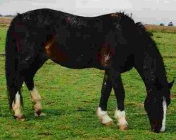 Deckhengst Wildham Flying Free (Welsh-Cob (Sek. D), 1978, von Llanarth Flying Comet)