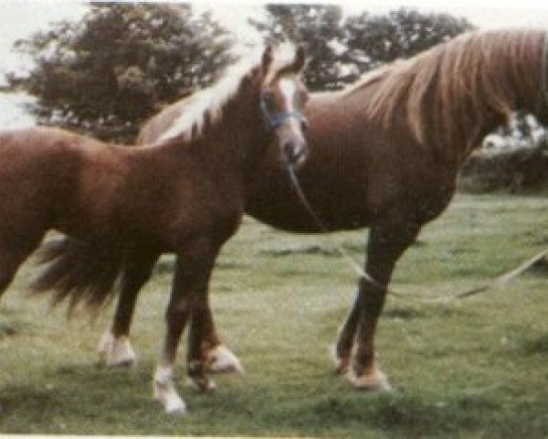 Zuchtstute Llanarth Lady Violet (Welsh-Cob (Sek. D), 1975, von Nebo Black Magic)