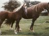 broodmare Llanarth Lady Violet (Welsh-Cob (Sek. D), 1975, from Nebo Black Magic)