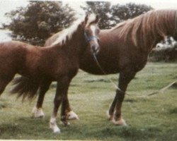 broodmare Llanarth Lady Violet (Welsh-Cob (Sek. D), 1975, from Nebo Black Magic)