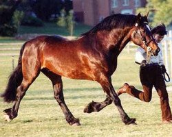 Pferd Llanarth Warwick (Welsh-Cob (Sek. D), 1981, von Llanarth Flying Comet)