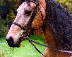 Pferd Llanarth Rhonwen (Welsh-Cob (Sek. D), 1982, von Llanarth Flying Comet)