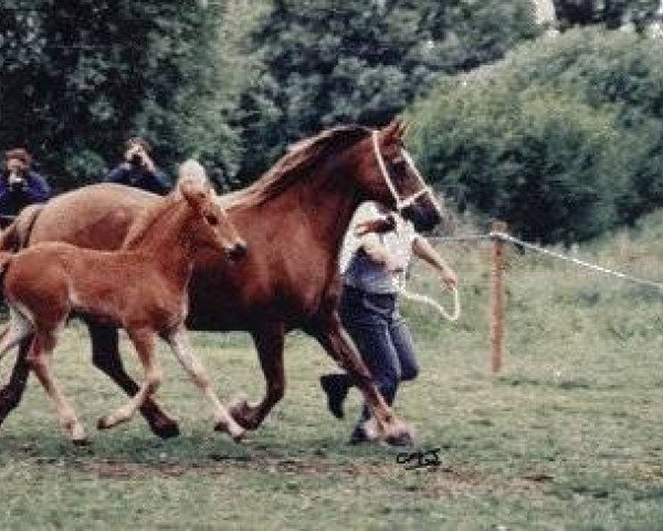 broodmare Llanarth Rhalou (Welsh-Cob (Sek. D), 1974, from Llanarth Flying Comet)