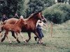 broodmare Llanarth Rhalou (Welsh-Cob (Sek. D), 1974, from Llanarth Flying Comet)