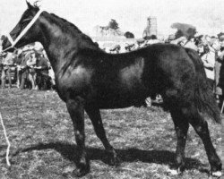 broodmare Llanarth Jenny Jones (Welsh-Cob (Sek. D), 1971, from Llanarth Flying Comet)