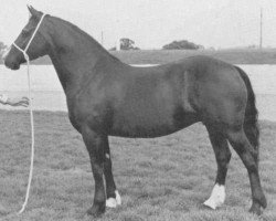 Zuchtstute Llanarth Sally (Welsh-Cob (Sek. D), 1976, von Llanarth Meredith ap Braint)