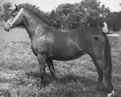 Zuchtstute Llanarth Sian (Welsh-Cob (Sek. D), 1972, von Tyhen Comet)