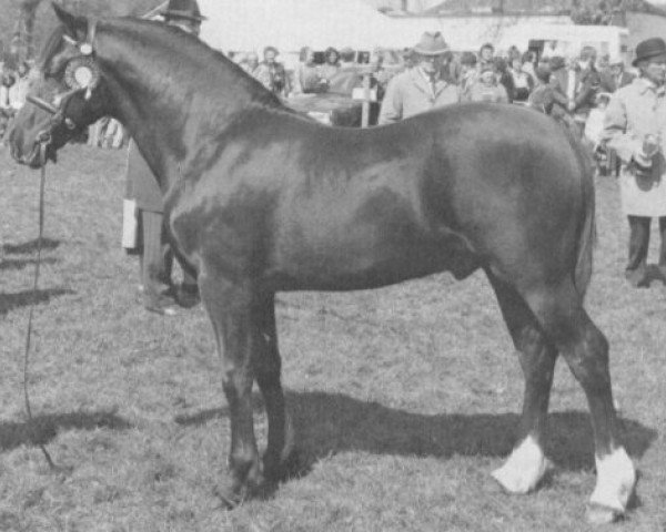 horse Llanarth Black Henry (Welsh-Cob (Sek. D), 1980, from Llanarth Flying Comet)