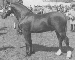 Pferd Llanarth Black Henry (Welsh-Cob (Sek. D), 1980, von Llanarth Flying Comet)