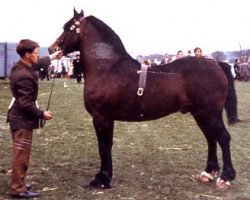 stallion Tyhen Comet (Welsh-Cob (Sek. D), 1965, from Pentre Eiddwen Comet)