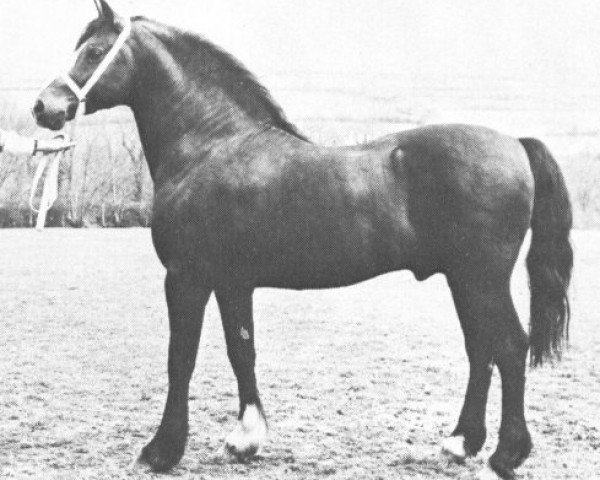 stallion Llanarth Meteor (Welsh-Cob (Sek. D), 1959, from Menai Ceredig)