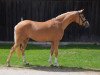 broodmare Be My Sunshine S (German Riding Pony, 2012, from Golden Rock)