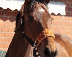 dressage horse Beautiful P (KWPN (Royal Dutch Sporthorse), 2006, from Tenerife)