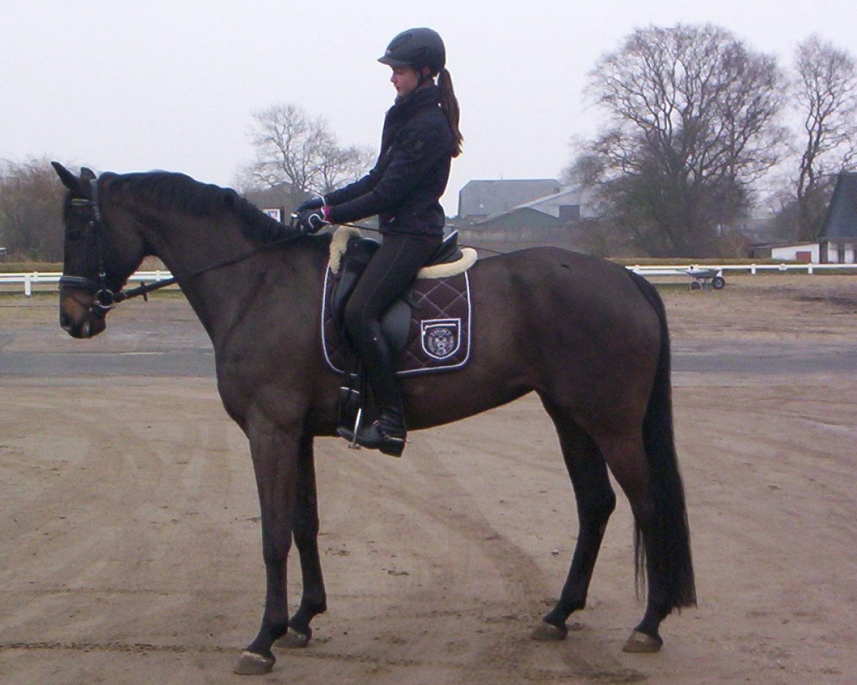 broodmare Something Spezial 2 (Oldenburg, 2005, from Sandro Hit)