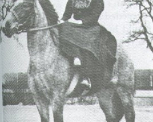 broodmare Llanarth Fortress (Welsh-Pony (Section B), 1943)