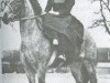 broodmare Llanarth Fortress (Welsh-Pony (Section B), 1943)