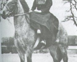 Zuchtstute Llanarth Fortress (Welsh Pony (Sek.B), 1943)