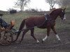 dressage horse Sir Niklas 3 (Mecklenburg, 2009, from Sir Galanto)