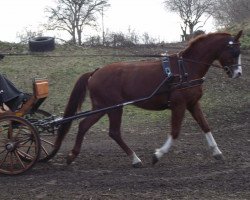 dressage horse Sir Niklas 3 (Mecklenburg, 2009, from Sir Galanto)