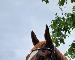 dressage horse Quantino 10 (Hanoverian, 2014, from Quantensprung 3)